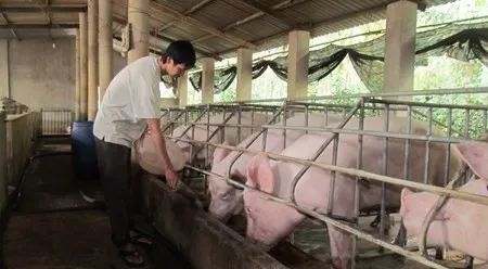 養(yǎng)殖場臭味難治理？潔匠凈化幫您輕松解決！.jpg